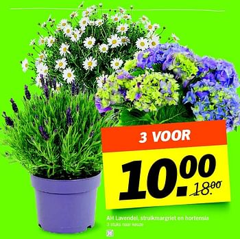 Aanbiedingen Ah lavendel, struikmargriet en hortensia - Huismerk - Albert Heijn - Geldig van 09/05/2016 tot 15/05/2016 bij Albert Heijn