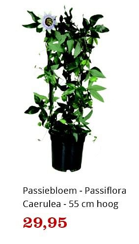 Aanbiedingen Passiebloem - passiflora caerulea - Huismerk - Bol - Geldig van 09/05/2016 tot 22/05/2016 bij Bol