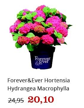 Aanbiedingen Forever+ever hortensia hydrangea macrophylla - Huismerk - Bol - Geldig van 09/05/2016 tot 22/05/2016 bij Bol