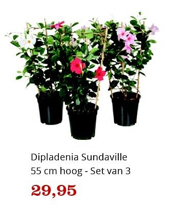 Aanbiedingen Dipladenia sundaville set van 3 - Huismerk - Bol - Geldig van 09/05/2016 tot 22/05/2016 bij Bol