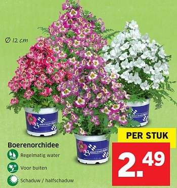 Aanbiedingen Boerenorchidee - Huismerk - Lidl - Geldig van 16/05/2016 tot 22/05/2016 bij Lidl