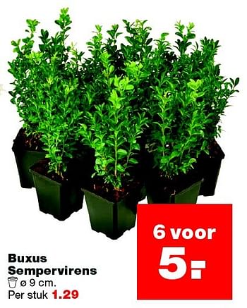 Aanbiedingen Buxus sempervirens - Huismerk - Praxis - Geldig van 17/05/2016 tot 22/05/2016 bij Praxis