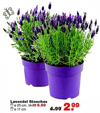 Aanbiedingen Lavendel stoechas - Huismerk - Praxis - Geldig van 17/05/2016 tot 22/05/2016 bij Praxis