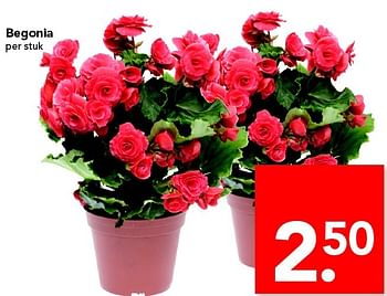 Aanbiedingen Begonia - Huismerk deen supermarkt - Geldig van 12/06/2016 tot 18/06/2016 bij Deen Supermarkten