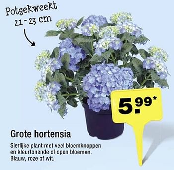 Aanbiedingen Grote hortensia - Huismerk - Aldi - Geldig van 10/08/2016 tot 16/08/2016 bij Aldi