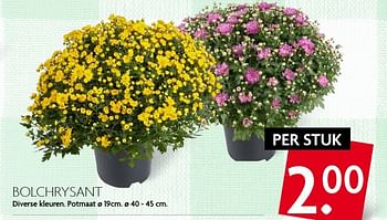 Aanbiedingen Bolchrysant - Huismerk - Deka Markt - Geldig van 14/08/2016 tot 20/08/2016 bij Deka Markt