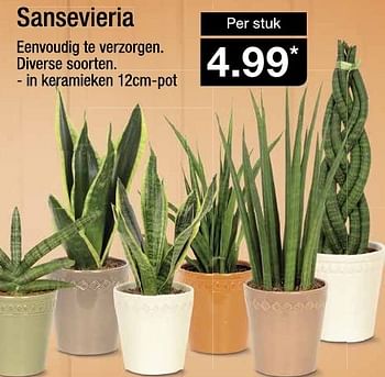 Aanbiedingen Sansevieria - Huismerk - Aldi - Geldig van 14/09/2016 tot 20/09/2016 bij Aldi