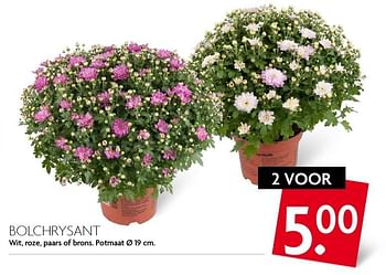 Aanbiedingen Bolchrysant - Huismerk - Deka Markt - Geldig van 18/09/2016 tot 24/09/2016 bij Deka Markt