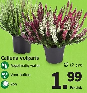 Aanbiedingen Calluna vulgaris - Huismerk - Lidl - Geldig van 26/09/2016 tot 02/10/2016 bij Lidl