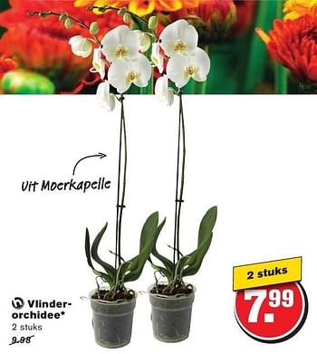 Aanbiedingen Vlinderorchidee - Huismerk - Hoogvliet - Geldig van 28/09/2016 tot 04/10/2016 bij Hoogvliet