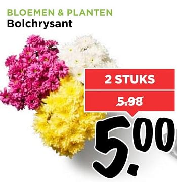 Aanbiedingen Bloemen + planten bolchrysant - Huismerk Vomar - Geldig van 02/10/2016 tot 08/10/2016 bij Vomar