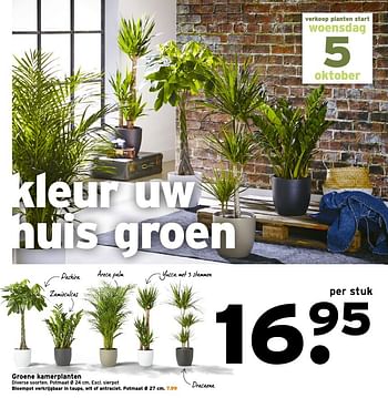 Aanbiedingen Groene kamerplanten - Huismerk - Gamma - Geldig van 03/10/2016 tot 09/10/2016 bij Gamma