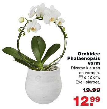 Aanbiedingen Orchidee phalaenopsis vorm - Huismerk - Praxis - Geldig van 26/09/2016 tot 09/10/2016 bij Praxis
