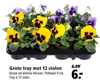 Aanbiedingen Grote tray met 12 violen - Huismerk - Welkoop - Geldig van 26/09/2016 tot 09/10/2016 bij Welkoop
