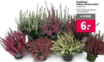 Aanbiedingen Struikheide calluna beauty ladies - Huismerk - Welkoop - Geldig van 26/09/2016 tot 09/10/2016 bij Welkoop