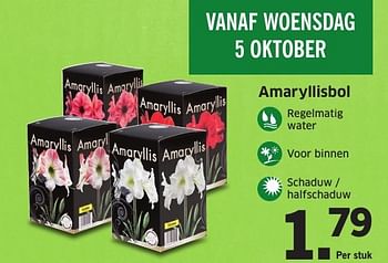 Aanbiedingen Amaryllisbol - Huismerk - Lidl - Geldig van 03/10/2016 tot 09/10/2016 bij Lidl