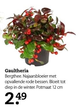 Aanbiedingen Gaultheria bergthee. najaarsbloeier met opvallende rode bessen - Huismerk- Boerenbond - Geldig van 03/10/2016 tot 16/10/2016 bij Boerenbond