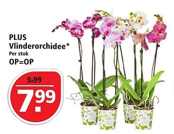 Aanbiedingen Plus vlinderorchidee - Huismerk - Plus - Geldig van 09/10/2016 tot 15/10/2016 bij Plus