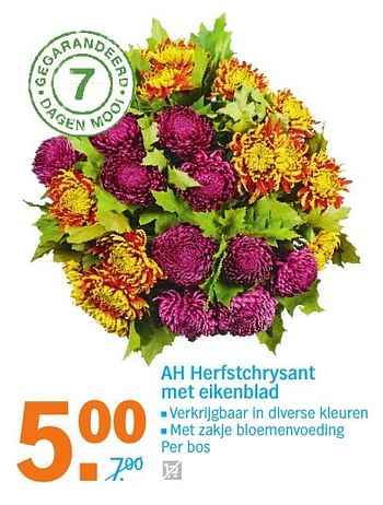 Aanbiedingen Ah herfstchrysant met eikenblad - Huismerk - Albert Heijn - Geldig van 10/10/2016 tot 16/10/2016 bij Albert Heijn