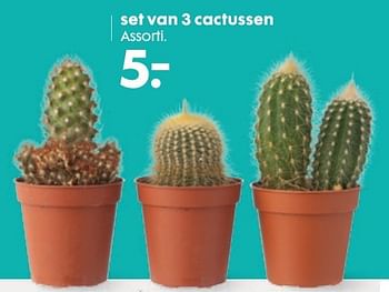 Aanbiedingen Set van 3 cactussen - Huismerk - Hema - Geldig van 03/10/2016 tot 16/10/2016 bij Hema