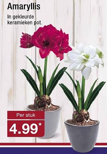 Aanbiedingen Amaryllis - Huismerk - Aldi - Geldig van 12/10/2016 tot 18/10/2016 bij Aldi