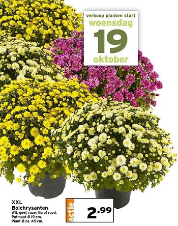 Aanbiedingen Xxl bolchrysanten - Huismerk - Gamma - Geldig van 17/10/2016 tot 23/10/2016 bij Gamma