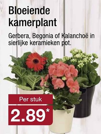 Aanbiedingen Bloeiende kamerplant - Huismerk - Aldi - Geldig van 19/10/2016 tot 25/10/2016 bij Aldi