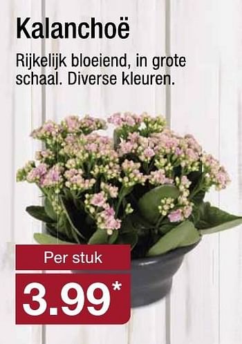 Aanbiedingen Kalanchoë rijkelijk bloeiend - Huismerk - Aldi - Geldig van 19/10/2016 tot 25/10/2016 bij Aldi