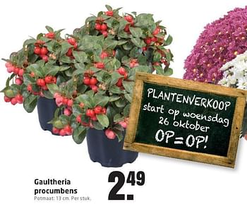 Aanbiedingen Gaultheria procumbens - Huismerk - Formido - Geldig van 23/10/2016 tot 30/10/2016 bij Formido