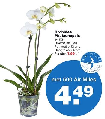 Aanbiedingen Orchidee phalaenopsis - Huismerk - Praxis - Geldig van 24/10/2016 tot 30/10/2016 bij Praxis
