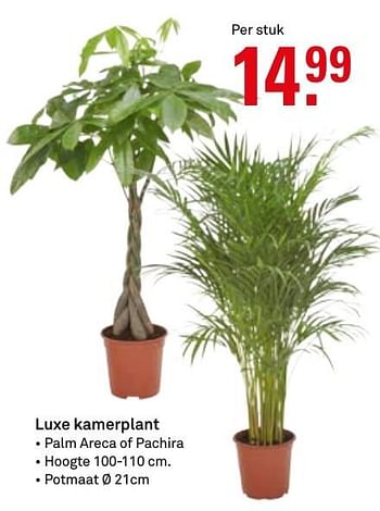 Aanbiedingen Luxe kamerplant - Huismerk Karwei - Geldig van 24/10/2016 tot 06/11/2016 bij Karwei