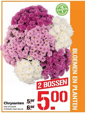 Aanbiedingen Chrysanten - Huismerk - Coop - Geldig van 31/10/2016 tot 06/11/2016 bij Coop