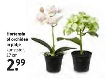 Aanbiedingen Hortensia of orchidee in potje - Huismerk - Xenos - Geldig van 24/10/2016 tot 06/11/2016 bij Xenos
