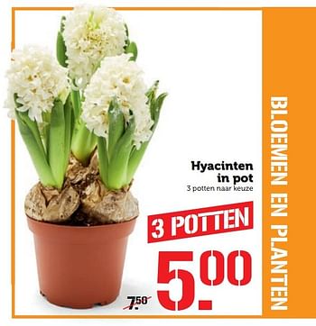 Aanbiedingen Hyacinten in pot - Huismerk - Coop - Geldig van 07/11/2016 tot 13/11/2016 bij Coop