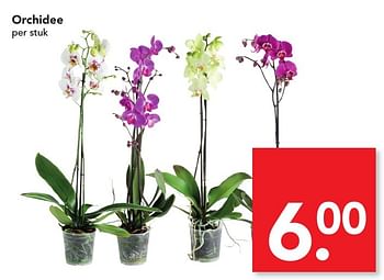 Aanbiedingen Orchidee - Huismerk deen supermarkt - Geldig van 13/11/2016 tot 19/11/2016 bij Deen Supermarkten