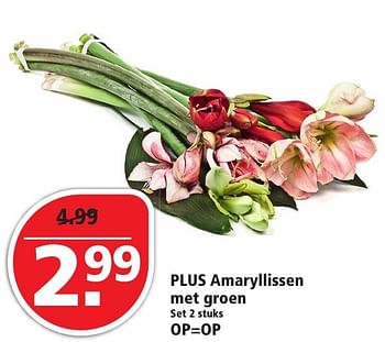Aanbiedingen Plus amaryllissen met groen - Huismerk - Plus - Geldig van 13/11/2016 tot 19/11/2016 bij Plus