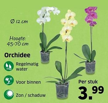 Aanbiedingen Orchidee - Huismerk - Lidl - Geldig van 14/11/2016 tot 20/11/2016 bij Lidl