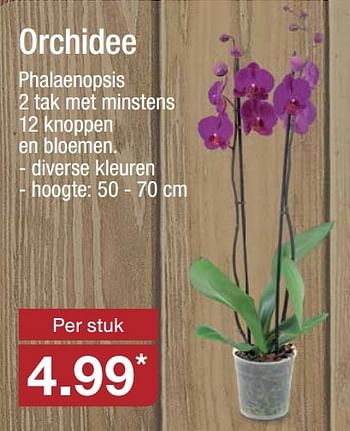 Aanbiedingen Orchidee - Huismerk - Aldi - Geldig van 16/11/2016 tot 20/11/2016 bij Aldi