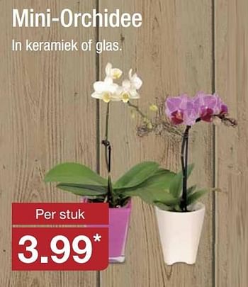 Aanbiedingen Mini-orchidee - Huismerk - Aldi - Geldig van 16/11/2016 tot 20/11/2016 bij Aldi