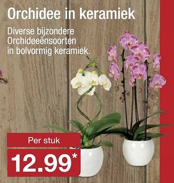 Aanbiedingen Orchidee in keramiek - Huismerk - Aldi - Geldig van 16/11/2016 tot 20/11/2016 bij Aldi