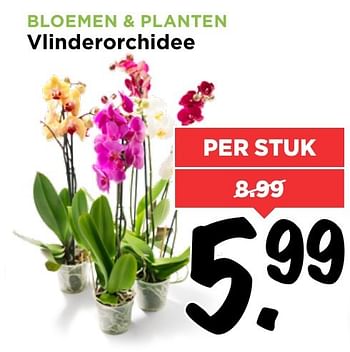 Aanbiedingen Vlinderorchidee - Huismerk Vomar - Geldig van 27/11/2016 tot 03/12/2016 bij Vomar