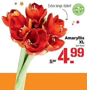 Aanbiedingen Amaryllis xl - Huismerk - Coop - Geldig van 28/11/2016 tot 04/12/2016 bij Coop