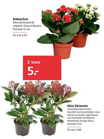 Aanbiedingen Kalanchoe kleurrijk bloeiende vetplant - Huismerk- Boerenbond - Geldig van 28/11/2016 tot 11/12/2016 bij Boerenbond