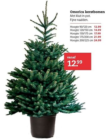 Aanbiedingen Omorica kerstbomen met kluit in pot. fijne naalden - Huismerk- Boerenbond - Geldig van 28/11/2016 tot 11/12/2016 bij Boerenbond