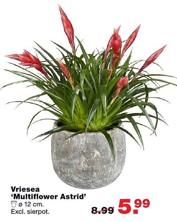Aanbiedingen Vriesea multiflower astrid - Huismerk - Praxis - Geldig van 29/11/2016 tot 04/12/2016 bij Praxis