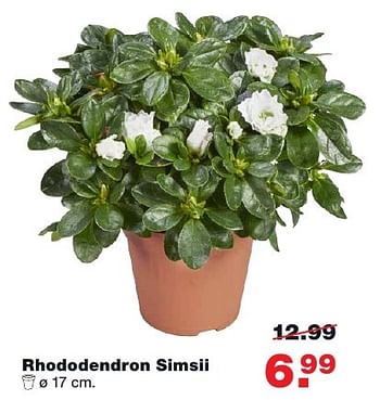 Aanbiedingen Rhododendron simsii - Huismerk - Praxis - Geldig van 29/11/2016 tot 04/12/2016 bij Praxis