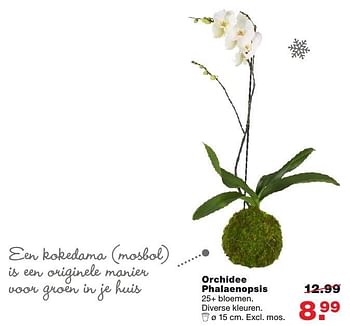 Aanbiedingen Orchidee phalaenopsis - Huismerk - Praxis - Geldig van 29/11/2016 tot 04/12/2016 bij Praxis