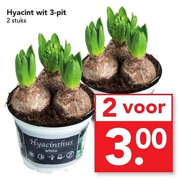 Aanbiedingen Hyacint wit 3-pit - Huismerk deen supermarkt - Geldig van 04/12/2016 tot 10/12/2016 bij Deen Supermarkten
