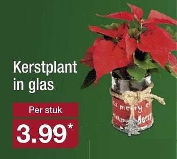Aanbiedingen Kerstplant in glas - Huismerk - Aldi - Geldig van 04/12/2016 tot 11/12/2016 bij Aldi