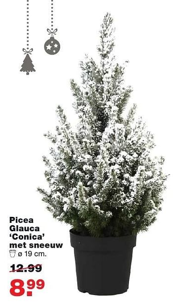 Aanbiedingen Picea glauca conica met sneeuw - Huismerk - Praxis - Geldig van 05/12/2016 tot 11/12/2016 bij Praxis